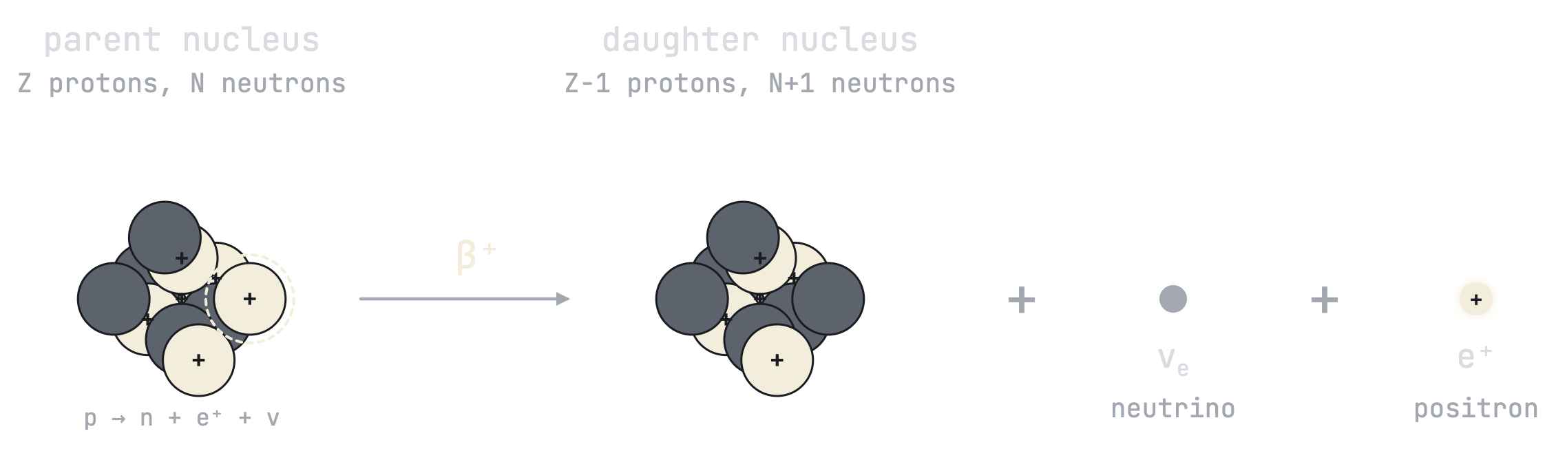 A diagram of beta-plus decay. A parent nucleus with Z protons and N neutrons, one proton highlighted, becomes a daughter nucleus with Z minus 1 protons and N plus 1 neutrons, plus an electron neutrino and a positron. The reaction p → n + e⁺ + ν is written beneath the parent.